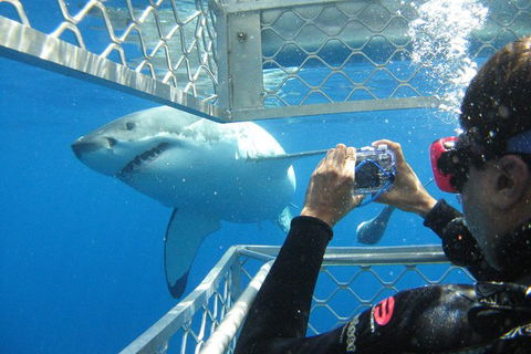 3 Day Port Lincoln And Coffin Bay Tour - Attractions Sydney 11