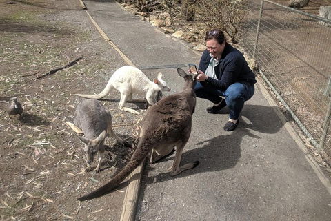 A Taste Of Adelaide And Hahndorf By Car Private Tour. - Attractions Sydney 8