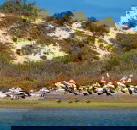 Murray Mouth Cruise - Attractions Sydney