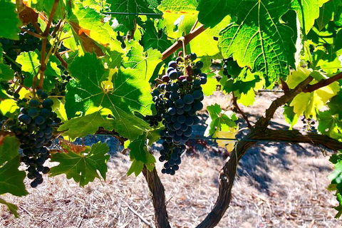 Fleurieu Explorer 3 Day 2 Night Cycle Camping Self Guided Tour - Attractions Sydney 9