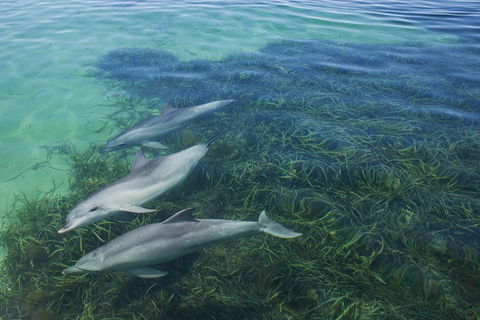 2-Day Exclusive Adelaide Bird And Dolphin Sanctuary Glamping Tour - Attractions Sydney 1