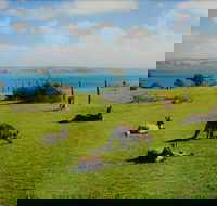 Fleurieu Explorer - Full-Day Tour - Attractions Sydney