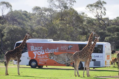Monarto Safari Park Bus Transfers From Adelaide City - Attractions Sydney 0