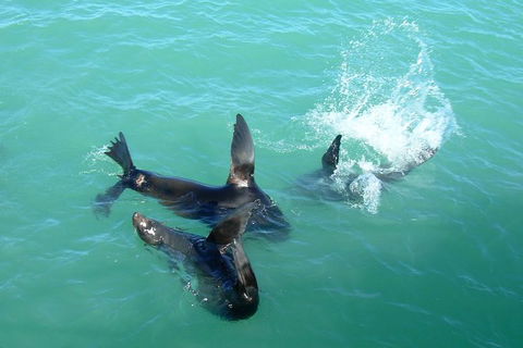 Coorong Highlights Cruise - Attractions Sydney 1