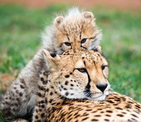 Cheetah Experience At Monarto Safari Park - Attractions Sydney 1