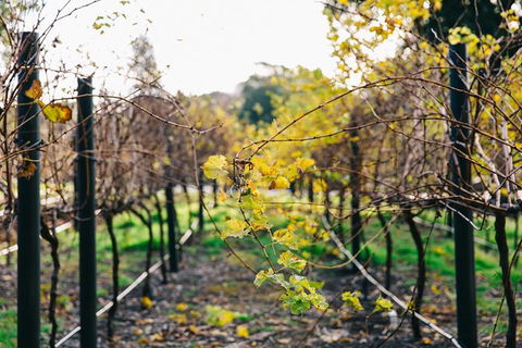 Australian Wine Discovery Tour Ticket - Attractions Sydney 4