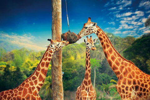 Croc Express To Australia Zoo From Brisbane - Attractions Sydney 8