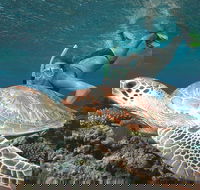 Great Barrier Reef Sailing and Snorkeling Cruise from Port Douglas - Attractions Sydney