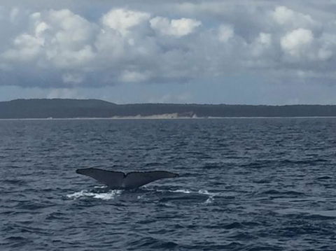 Whitehaven Beach Half-Day Cruises - Attractions Sydney 7