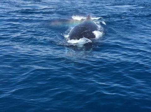 Whitehaven Beach Half-Day Cruises - Attractions Sydney 8