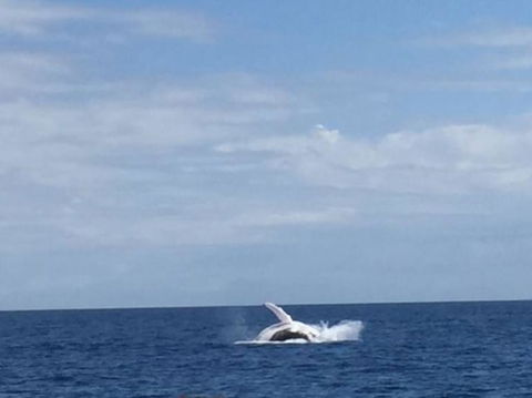 Whitehaven Beach Half-Day Cruises - Attractions Sydney 4