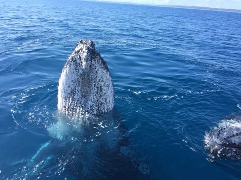 Whitehaven Beach Half-Day Cruises - Attractions Sydney 3