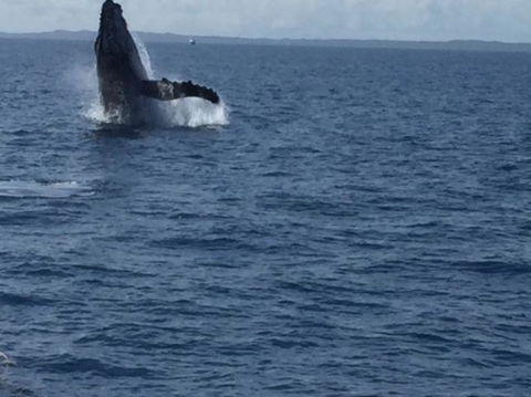 Whitehaven Beach Half-Day Cruises - Attractions Sydney 5