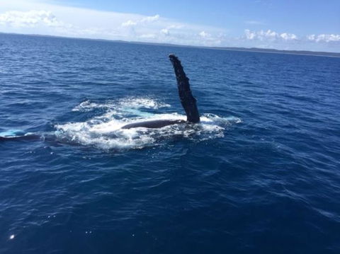 Whitehaven Beach Half-Day Cruises - Attractions Sydney 2