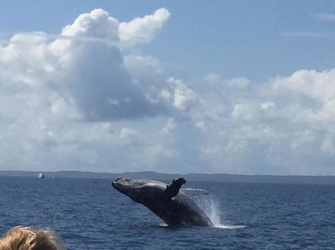 Whitehaven Beach Half-Day Cruises - Attractions Sydney 6