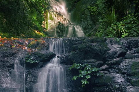 Springbrook AndTamborine Rainforest Tour Incl Natural Bridge And Glow Worm Cave - Attractions Sydney 1