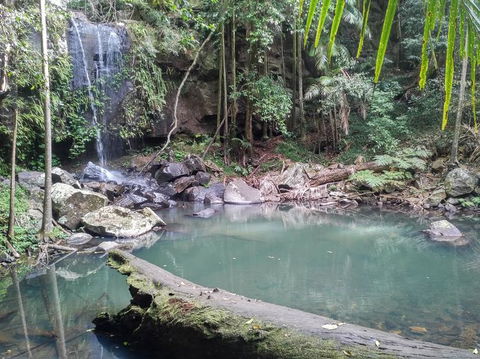 Springbrook AndTamborine Rainforest Tour Incl Natural Bridge And Glow Worm Cave - Attractions Sydney 3