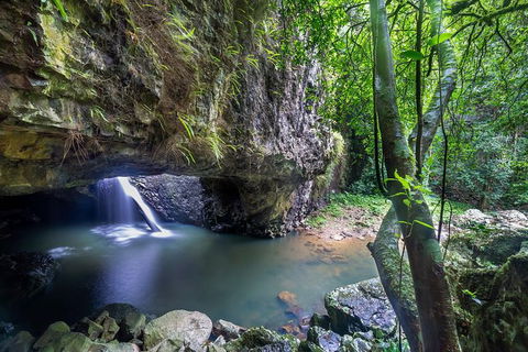 Springbrook AndTamborine Rainforest Tour Incl Natural Bridge And Glow Worm Cave - Attractions Sydney 0