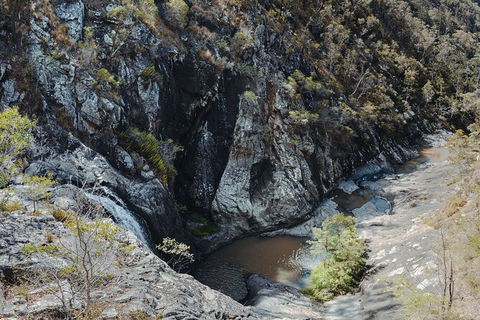 Springbrook AndTamborine Rainforest Tour Incl Natural Bridge And Glow Worm Cave - Attractions Sydney 15