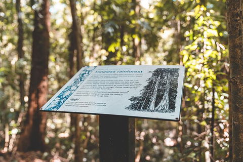 Springbrook AndTamborine Rainforest Tour Incl Natural Bridge And Glow Worm Cave - Attractions Sydney 14
