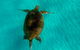 Moreton Island Day Trip (Kayak, Snorkel & Sandboard) Frm Brisbane Or Gold Coast - thumb 9