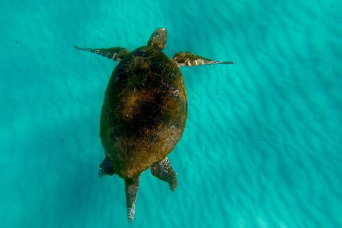 Moreton Island Day Trip (Kayak, Snorkel & Sandboard) Frm Brisbane Or Gold Coast - Attractions Sydney 9
