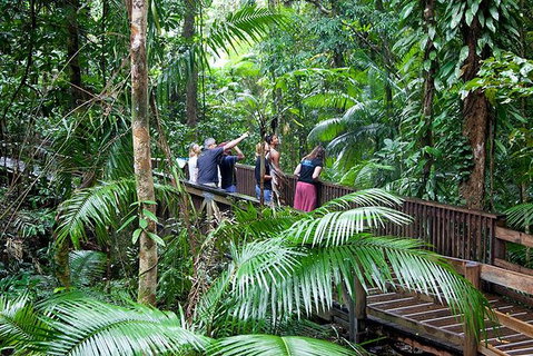 Full Day Daintree Rainforest And Mossman Gorge Tour - Attractions Sydney 0