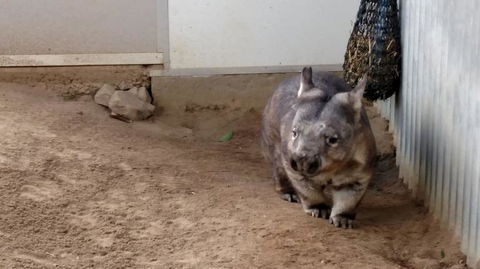 Lone Pine Koala Sanctuary Day Pass - Attractions Sydney 7