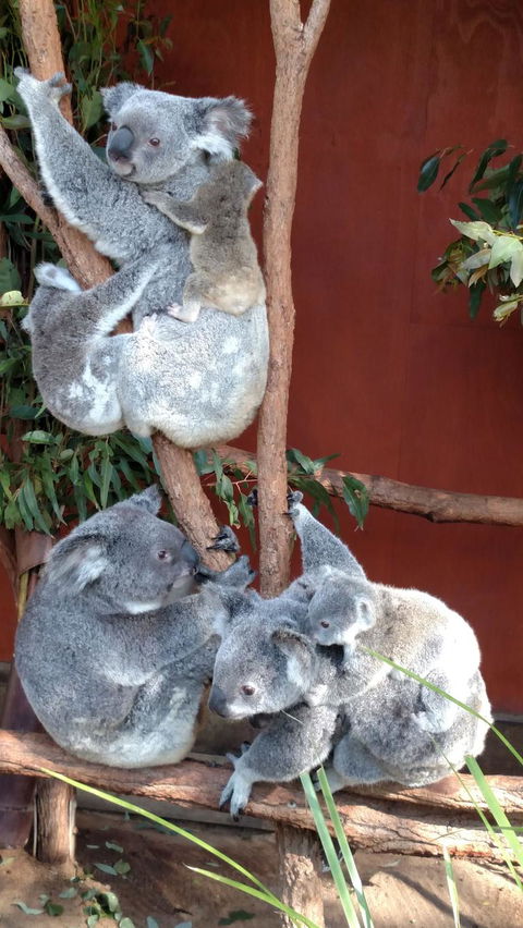 Lone Pine Koala Sanctuary Day Pass - Attractions Sydney 2