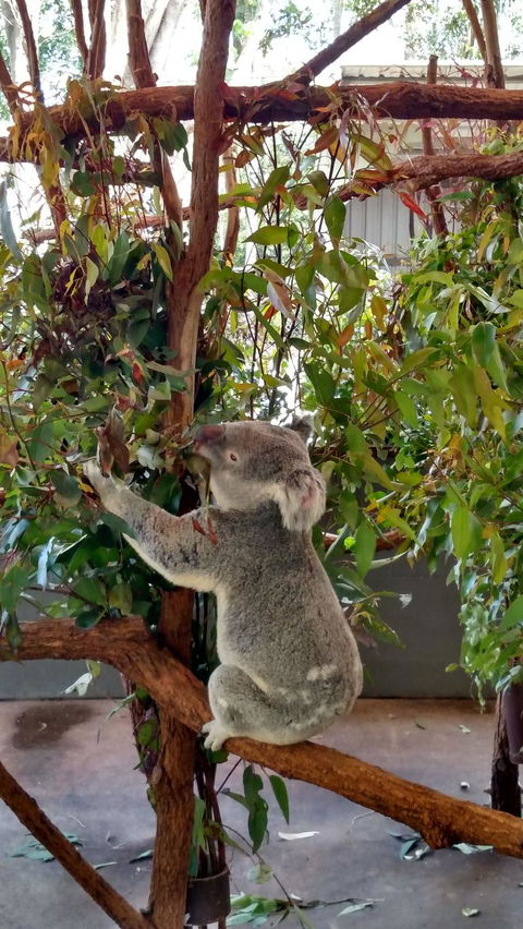 Lone Pine Koala Sanctuary Day Pass - Attractions Sydney 5
