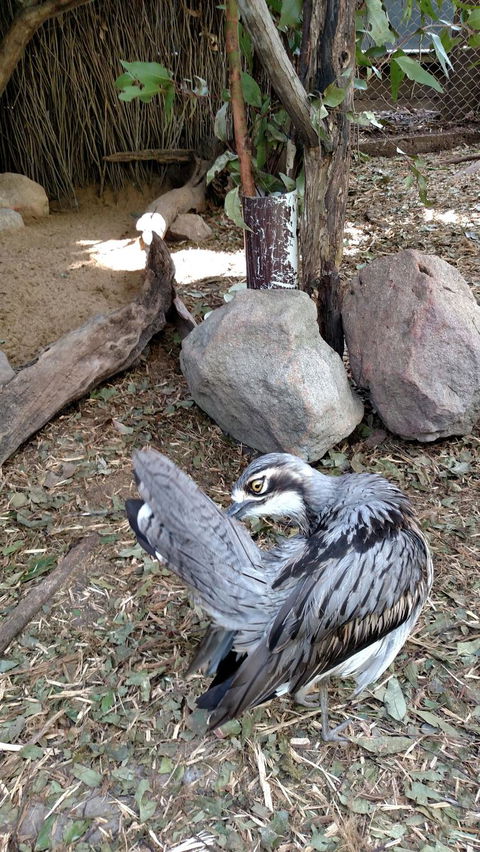 Lone Pine Koala Sanctuary Day Pass - Attractions Sydney 6