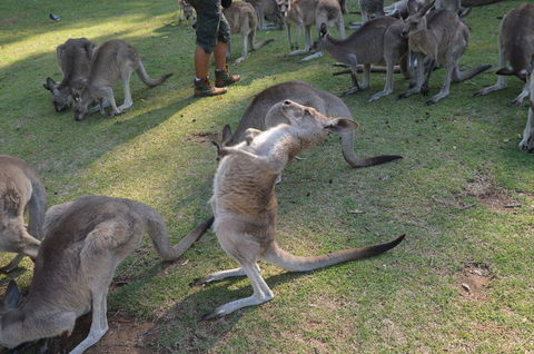 Crab Trip From Gold Coast - Attractions Sydney 12
