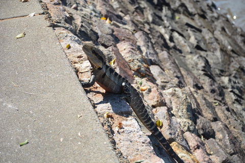 Crab Trip From Gold Coast - Attractions Sydney 18