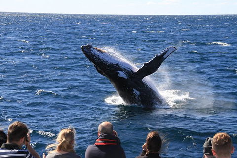 Whale Watching Cruise From Redcliffe, Brisbane Or The Sunshine Coast - Attractions Sydney 11