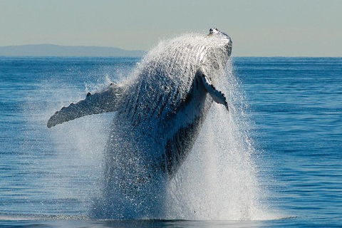 Whale Watching Cruise From Redcliffe, Brisbane Or The Sunshine Coast - Attractions Sydney 10
