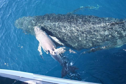 Whale Watching Cruise From Redcliffe, Brisbane Or The Sunshine Coast - Attractions Sydney 7