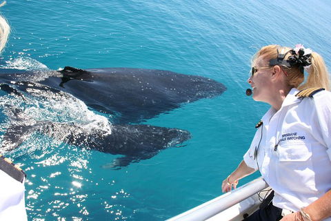 Whale Watching Cruise From Redcliffe, Brisbane Or The Sunshine Coast - Attractions Sydney 1