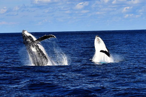 Whale Watching Cruise From Redcliffe, Brisbane Or The Sunshine Coast - Attractions Sydney 5