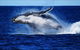 Whale Watching Cruise From Redcliffe, Brisbane Or The Sunshine Coast - thumb 8