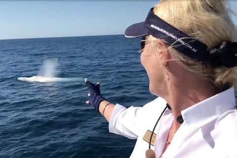 Whale Watching Cruise From Redcliffe, Brisbane Or The Sunshine Coast - Attractions Sydney 4