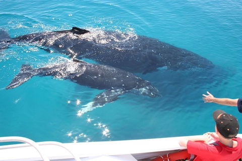 Whale Watching Cruise From Redcliffe, Brisbane Or The Sunshine Coast - Attractions Sydney 3