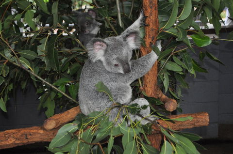 Lone Pine Koala Sanctuary Admission With Brisbane River Cruise - Attractions Sydney 6