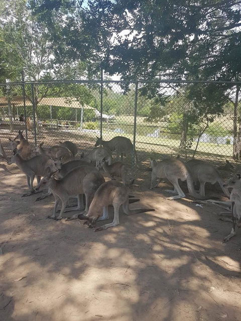 Lone Pine Koala Sanctuary Admission With Brisbane River Cruise - Attractions Sydney 18