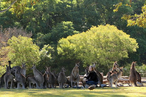 Lone Pine Koala Sanctuary Admission With Brisbane River Cruise - Attractions Sydney 27