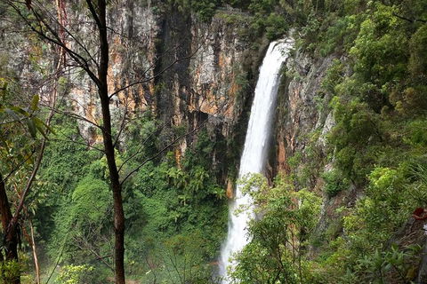 World Heritage Springbrook National Park Tour Including Natural Bridge - Attractions Sydney 1