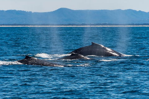 Half-Day Whale Watching And Canal Cruise From Surfers Paradise - Attractions Sydney 4