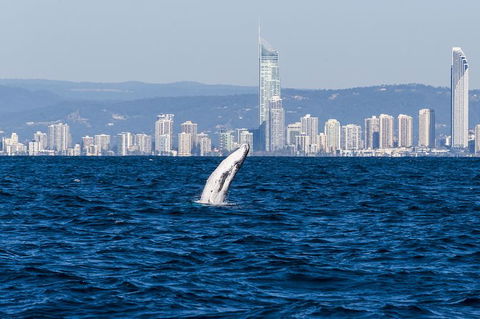 Half-Day Whale Watching And Canal Cruise From Surfers Paradise - Attractions Sydney 8