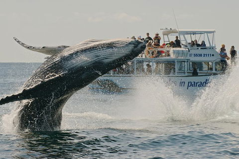 Half-Day Whale Watching And Canal Cruise From Surfers Paradise - Attractions Sydney 3
