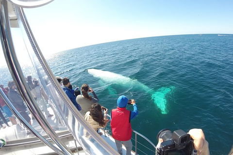 Half-Day Whale Watching And Canal Cruise From Surfers Paradise - Attractions Sydney 6