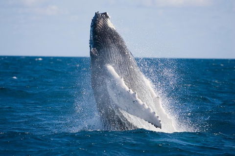 Half-Day Whale Watching And Canal Cruise From Surfers Paradise - Attractions Sydney 5